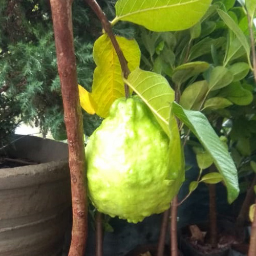 Buy Thai Guava, Grafted Guava, Amrud, Psidium guajav Plant - Nursery Nisarga