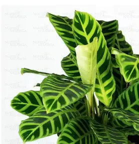 Buy Calathea Zebrina, Zebra plant with premium pot online