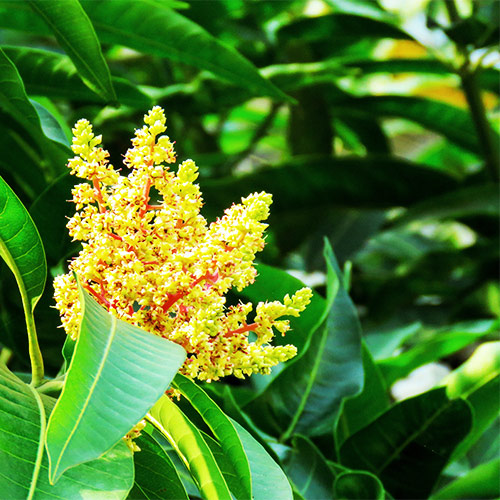 Buy Amrapali Mango Plant – Grafted Mango Tree - Nursery Nisarga