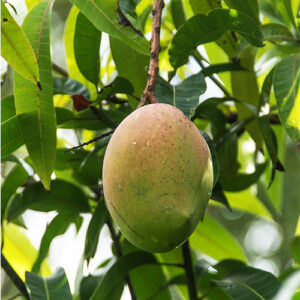 Buy Amrapali Mango Plant – Grafted Mango Tree - Nursery Nisarga
