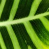 Buy Calathea Zebrina, Zebra plant with premium pot online
