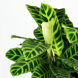 Buy Calathea Zebrina, Zebra plant with premium pot online