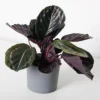 Buy Calathea Dottie Roseopicta - plant from nursery nisarga
