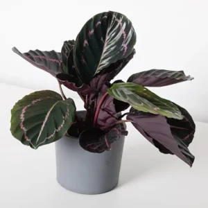 Buy Calathea Dottie Roseopicta - plant from nursery nisarga