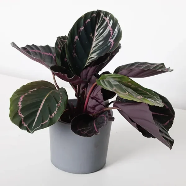 Buy Calathea Dottie Roseopicta - plant from nursery nisarga