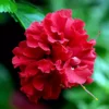 Buy Double Petal Hibiscus plant (Red color), Gudhal Double Petal - Nursery Nisarga