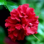 Buy Double Petal Hibiscus plant (Red color), Gudhal Double Petal - Nursery Nisarga