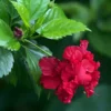 Buy Double Petal Hibiscus plant (Red color), Gudhal Double Petal - Nursery Nisarga