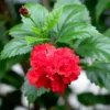 Buy Double Petal Hibiscus plant (Red color), Gudhal Double Petal - Nursery Nisarga