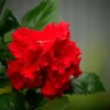 Buy Double Petal Hibiscus plant (Red color), Gudhal Double Petal - Nursery Nisarga