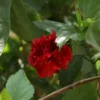 Buy Double Petal Hibiscus plant (Red color), Gudhal Double Petal - Nursery Nisarga