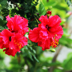 Buy Double Petal Hibiscus plant (Red color), Gudhal Double Petal - Nursery Nisarga