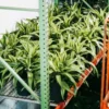 Buy Dracaena Victoria, Dracaena fragrans – Plant online - Nursery Nisarga