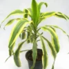 Buy Dracaena Victoria, Dracaena fragrans – Plant online - Nursery Nisarga