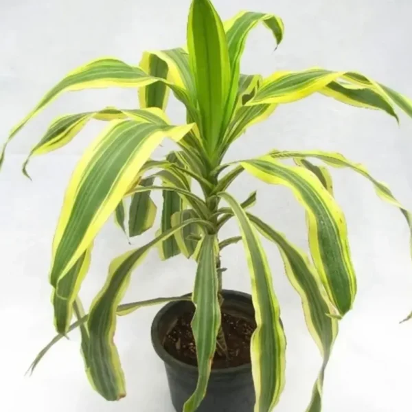 Buy Dracaena Victoria, Dracaena fragrans – Plant online - Nursery Nisarga