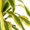 Buy Dracaena Victoria, Dracaena fragrans – Plant online - Nursery Nisarga