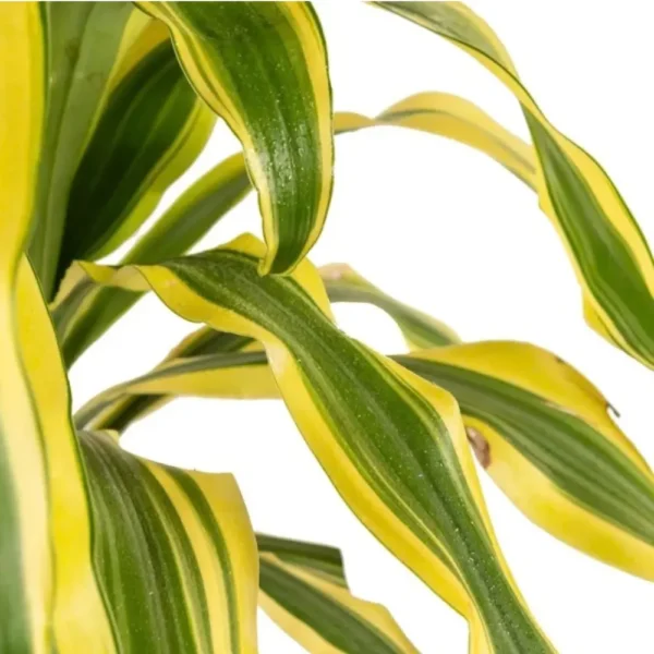 Buy Dracaena Victoria, Dracaena fragrans – Plant online - Nursery Nisarga
