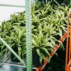 Buy Dracaena Victoria, Dracaena fragrans – Plant online - Nursery Nisarga