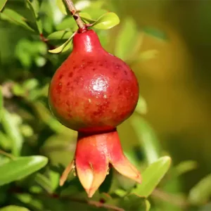 Buy Dwarf Pomegranate, Anar Plant - Online - Nursery Nisarga