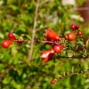 Buy Dwarf Pomegranate, Anar Plant - Online - Nursery Nisarga