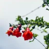 Buy Dwarf Pomegranate, Anar Plant - Online - Nursery Nisarga