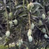 Buy Amrapali Mango Plant – Grafted Mango Tree - Nursery Nisarga