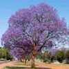 Buy Jacaranda Mimosifolia - Nursery Nisarga