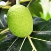 Buy Jackfruit / Kathal - Nursery Nisarga