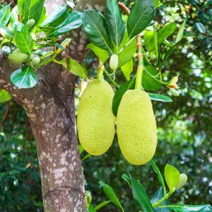 Buy Jackfruit / Kathal - Nursery Nisarga