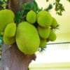 Buy Jackfruit / Kathal - Nursery Nisarga