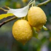 Buy Lemon Plant, Nimboo Online at Nursery Nisarga