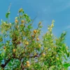 Buy Lemon Plant, Nimboo Online at Nursery Nisarga