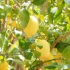 Buy Lemon Plant, Nimboo Online at Nursery Nisarga