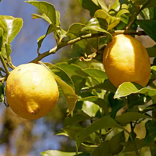 Buy Lemon Plant, Nimboo Online at Nursery Nisarga