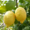 Buy Lemon Plant, Nimboo Online at Nursery Nisarga