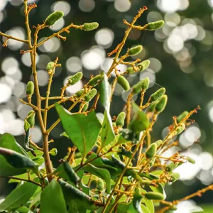 Buy Litchi plant, Lychee plant