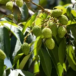 Buy Litchi plant, Lychee plant