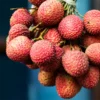 Buy Litchi plant, Lychee plant