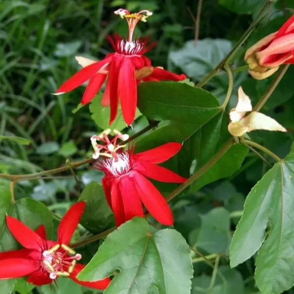 Buy Passiflora Incarnata Plant – Passion Flower, Krishnakamal, Passiflora (Red) from Nursery Nisarga