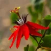 Buy Passiflora Incarnata Plant – Passion Flower, Krishnakamal, Passiflora (Red) from Nursery Nisarga
