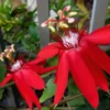 Buy Passiflora Incarnata Plant – Passion Flower, Krishnakamal, Passiflora (Red) from Nursery Nisarga