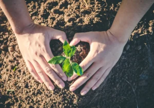 Plant A tree On Independence