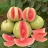 Red Diamond Psidium Guajava (Red Diamond Guava)-Plant from Nursery Nisarga