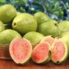 Red Diamond Psidium Guajava (Red Diamond Guava)-Plant from Nursery Nisarga