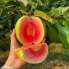 Red Diamond Psidium Guajava (Red Diamond Guava)-Plant from Nursery Nisarga
