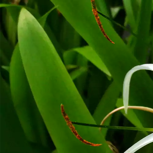 Buy Spider Lily Plant Online at Nursery Nisarga