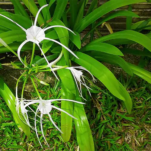 Buy Spider Lily Plant Online at Nursery Nisarga