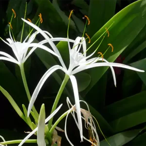 Buy Spider Lily Plant Online at Nursery Nisarga