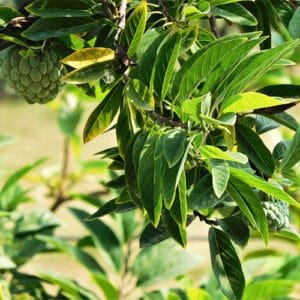 Buy Sugar Apple / Sitafal – Nursery Nisarga