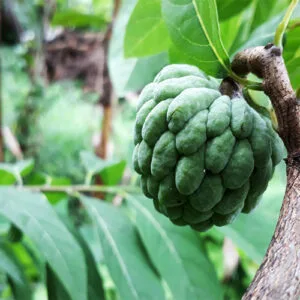 Buy Sugar Apple / Sitafal - Nursery Nisarga